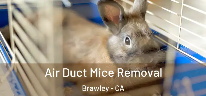 Air Duct Mice Removal Brawley - CA